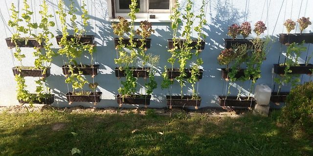Vertikaler Kräutergarten an einer Hauswand