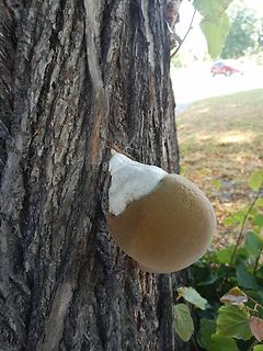 Pilz an einem Baumstamm