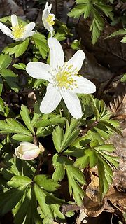 Weiße Blüten im Wald