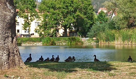 Enten am Ufer eines Teiches