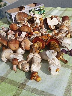 Verschiedene Pilze auf einer Tischdecke