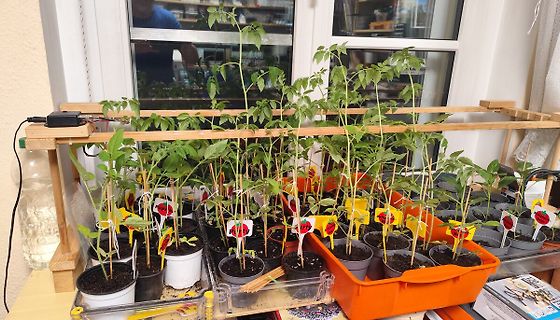 Tomatenpflanzen in kleinen Töpfen unter einer Holzkonstruktion