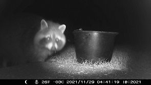 Waschbär neben einem Eimer bei Nacht