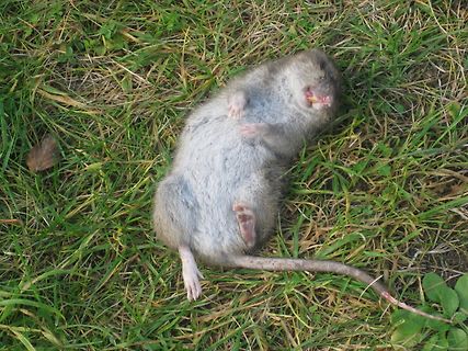 totes Nagetier im Gras