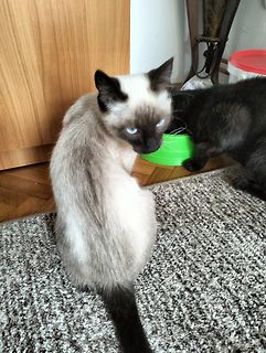 Zwei Katzen auf einem Teppich