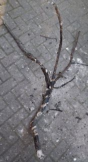 Zerstörte, verschmorte Kabel mit Isolationsschäden