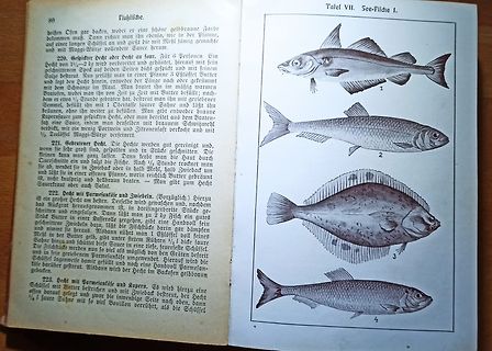 Buchseite mit Fischzeichnungen und Rezepten