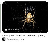 Spinne in einem Netz