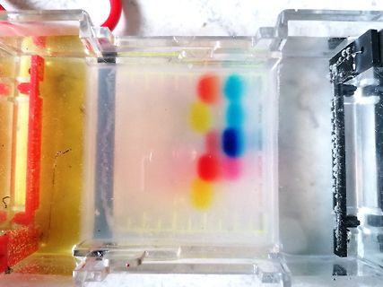 Elektrophorese-Gel mit farbigen Banden
