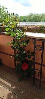 Rote Rose auf einem Balkon