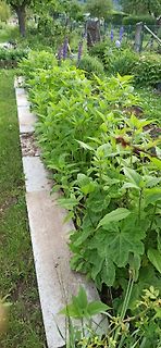 Grüne Pflanzen in einem Gartenbeet