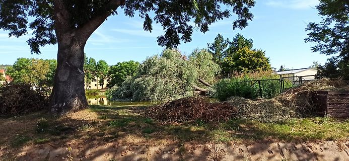 Landschaft mit Baum und Gewässer