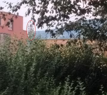 Gebäude hinter Bäumen