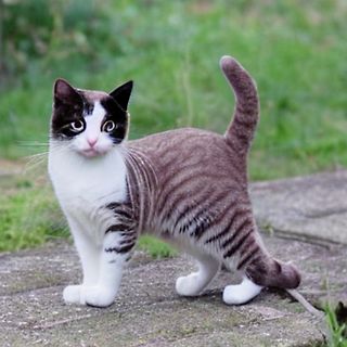 Schwarz-weiße getigerte Katze im Freien