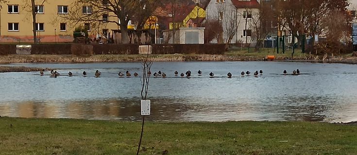 Enten auf einem Teich vor Häusern