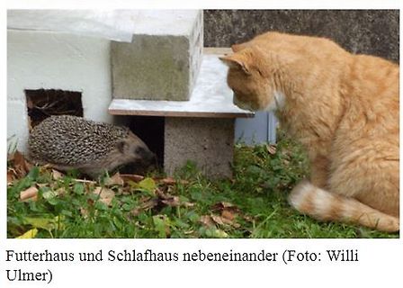 Igel und Katze bei einem Igelhaus