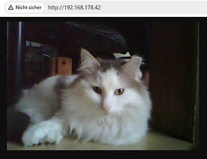 Flauschige Katze
