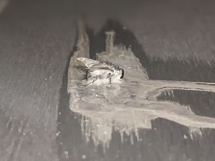 Fliege auf dunklem Untergrund