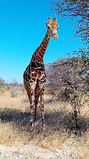 Giraffe in einer Savannenlandschaft