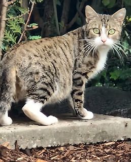 Grau getigerte Katze auf Stein