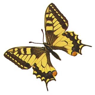 Illustration eines Schmetterlings