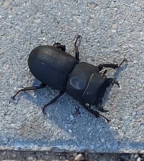 Schwarzer Käfer auf rauem Untergrund
