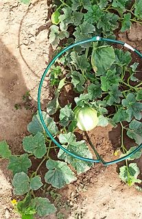 Melonenpflanze mit grünem Metallring
