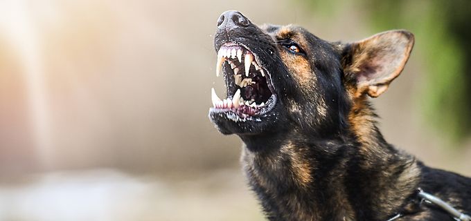 bellender Hund mit gefletschten Zähnen