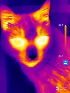 Wärmebild einer Katze