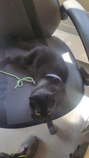 Schwarze Katze auf Bürostuhl