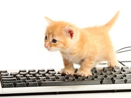 Kätzchen auf Tastatur
