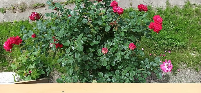 Rote Rosenbüsche im Garten