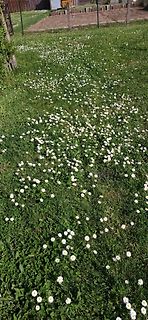 Wiese mit Gänseblümchen