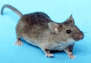 Maus auf blauem Hintergrund