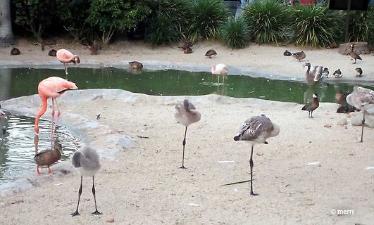 Flamingos und andere Vögel an einem Wasserloch
