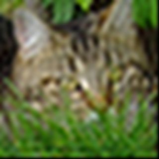 Nahaufnahme einer Katze im Gras