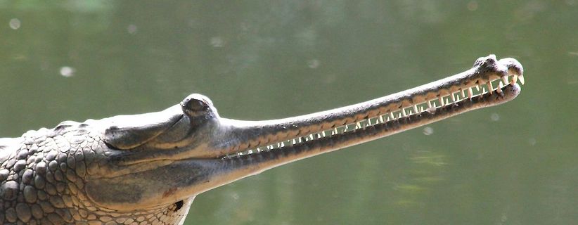 Gavial mit langem Maul