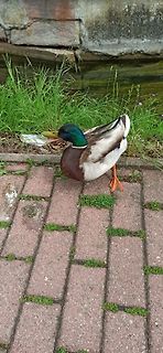 Stockente auf Pflastersteinen am Wasserweg