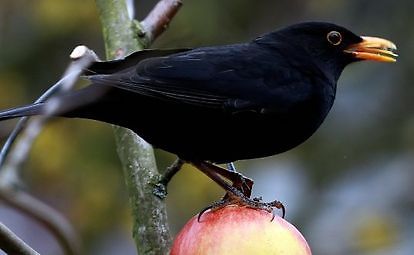 Schwarzer Vogel auf Apfel