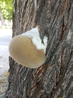 Pilz an einem Baumstamm