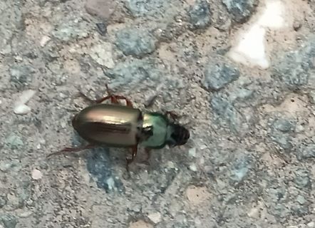 Käfer auf Steinboden