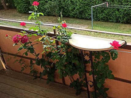 Rote Rosen an einem Zaun und einem Tisch