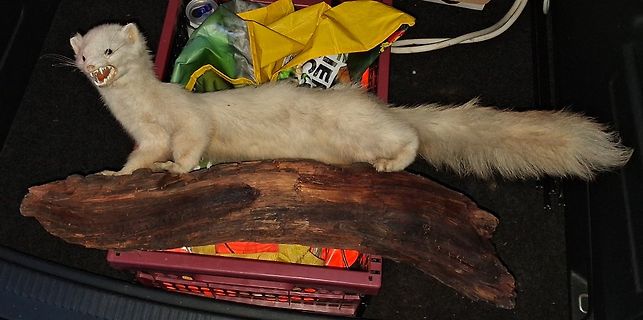 Ein weißes Wiesel auf einem Stück Holz