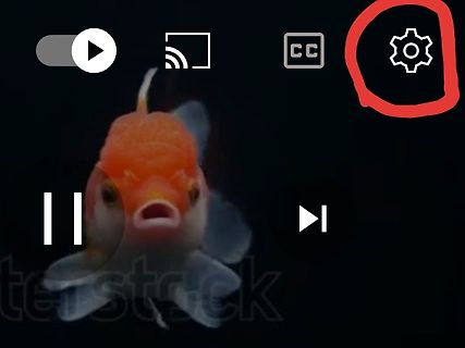 Goldfisch in Videoplayer-Oberfläche