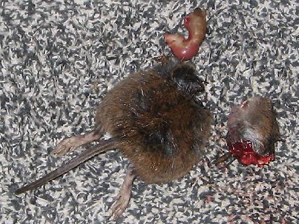 Tote Nagetiere auf Teppich