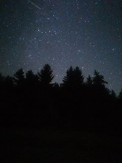 Sternenhimmel über Waldsilhouette