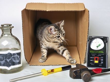 Getigerte Katze in Pappkarton mit Werkzeug und Messgerät