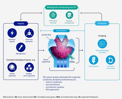 Diagramm zum biologischen Computing via Organoide
