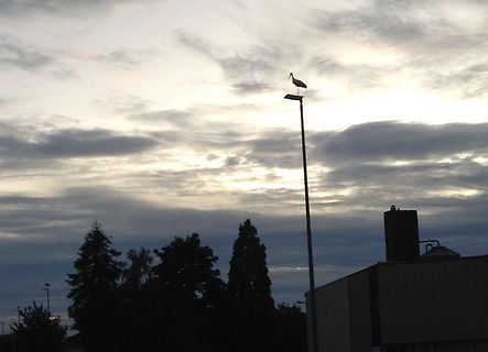 Landschaft mit Bäumen und einem Mast unter bewölktem Himmel