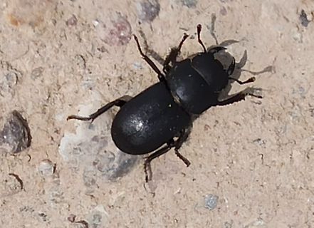 Käfer auf sandigem Untergrund